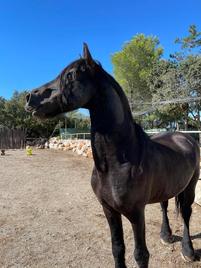 Les Gites Du Parc Animalier De Ginasservis Kültér fotó
