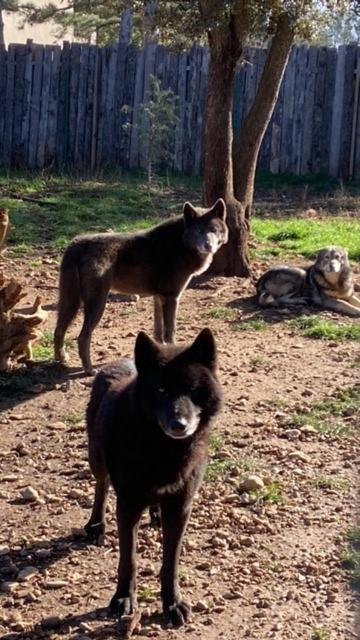 Les Gites Du Parc Animalier De Ginasservis Kültér fotó